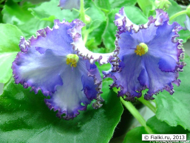 Бело-синие цветы с фиолетовой кайной покраю волнистых лепестков и с зеленой бахромой. Листва зеленая. гофрированная