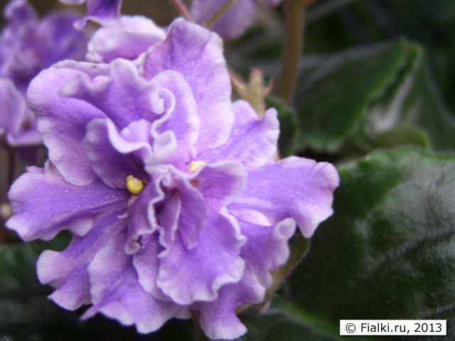 calico queen flower