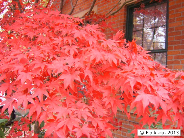 red leafs 2