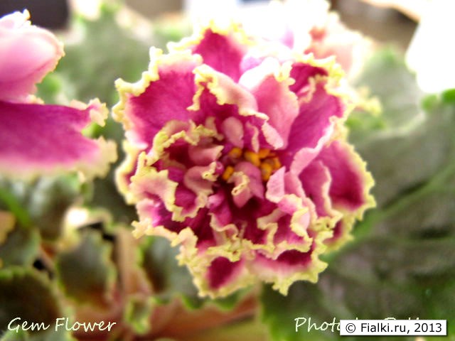 Gem Flower