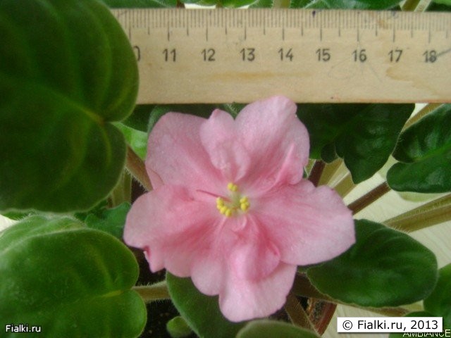 Крупные нежно розово-персиковые звезды с волнистыми лепестками. Средне зеленая листва
