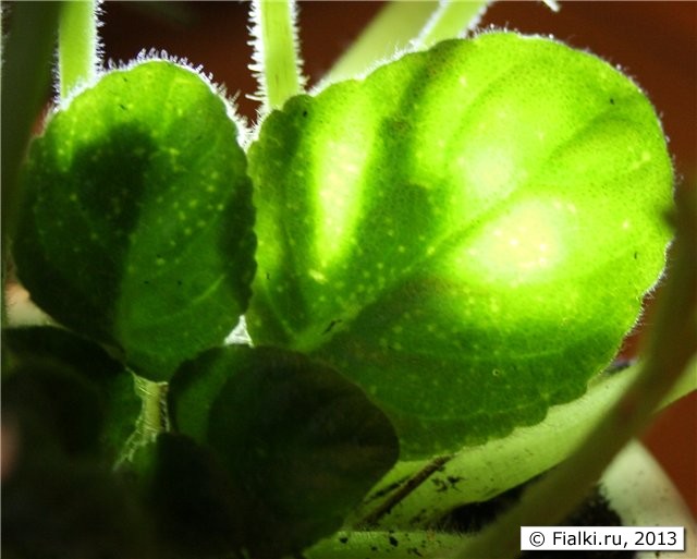 2.фото - Укрупненный вид пятен ввиде прозрачных точек на молодых листьях ф