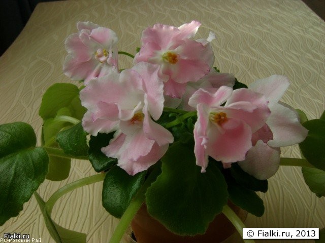 Нежно-розовый цветы с розовым напылением. Листва зеленая