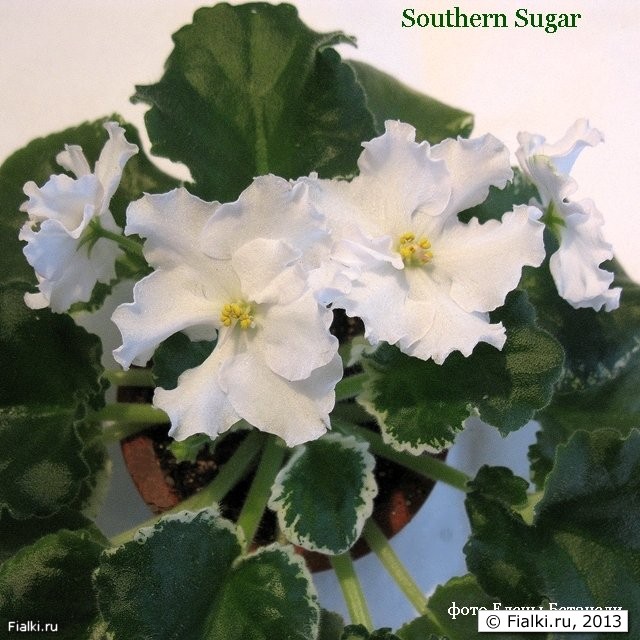  Southern Sugar-первое цветение