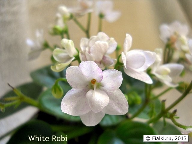 White Roby