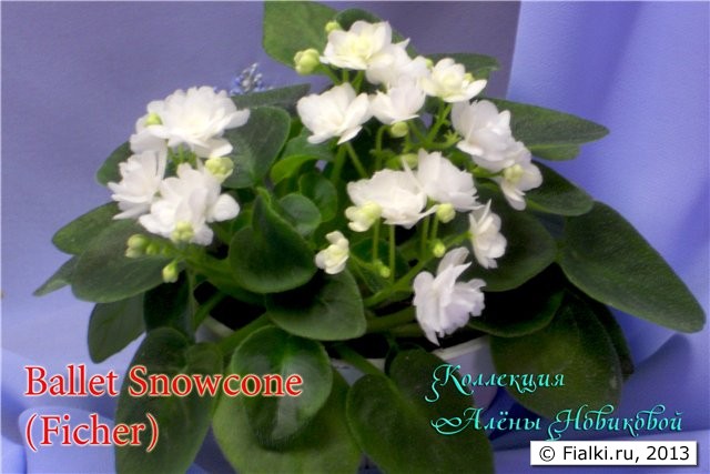 махровые белые цветочки, листья простые зелёные, миниатюра, трейлер