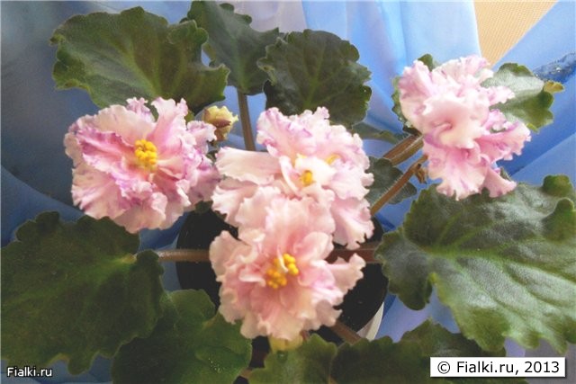 бело-розовые махровые цветы с вишнёвыми и лимонными разводами, листья волнистые светло зелёные