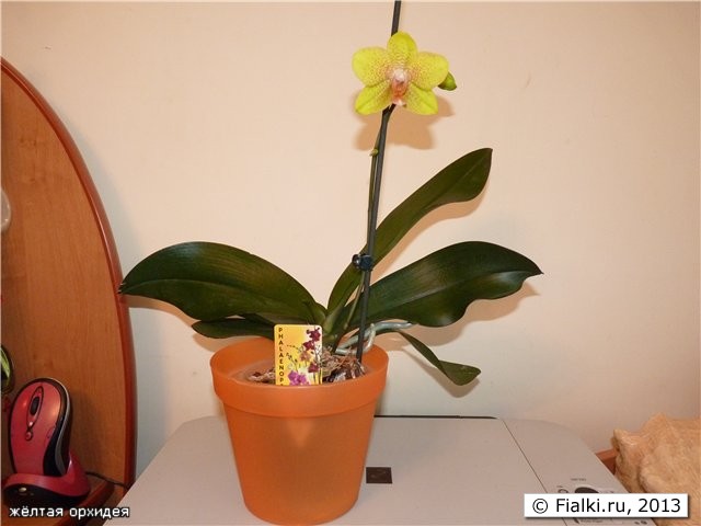 жёлтая орхидея
