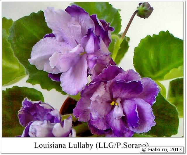 фиалка Louisiana Lullaby