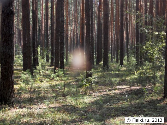 фото-эффект в лесу