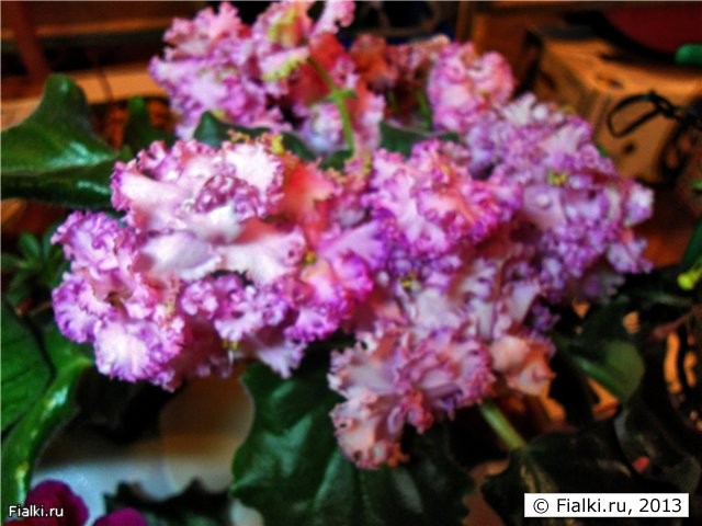 полумахровые розовые цветы с крученым зеленоватым кантом, листья волнистые светлые, розетка крупная