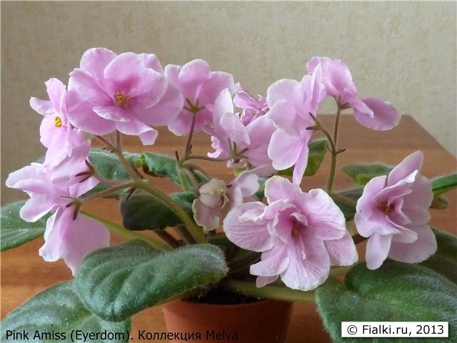 Pink Amiss (Eyerdom) розетка в цветении