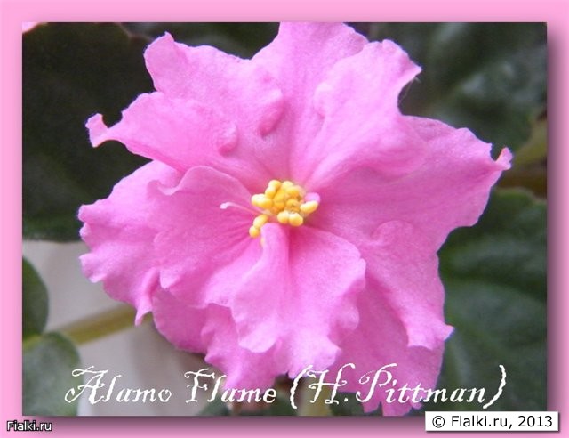 Alamo Flame (H.Pittman) 