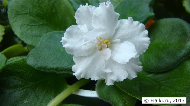 крупные п/м белые бахромчатые цветы