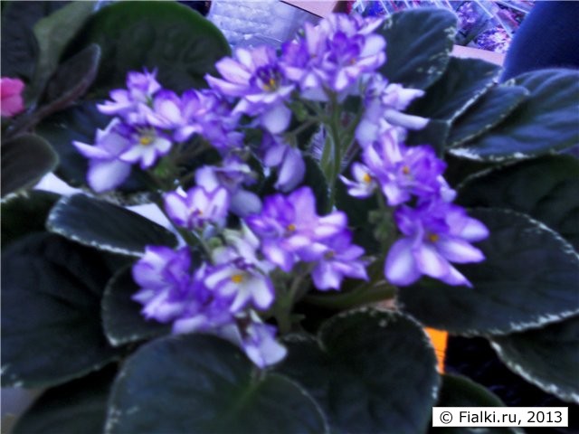 полумахровые бело-фиолетовые осы, пестролист с тёмными листьями