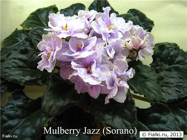 Mulberry Jazz