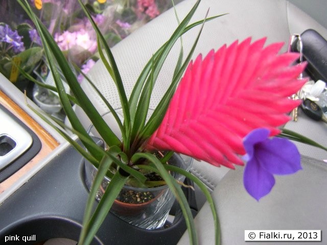 pink quill in car
