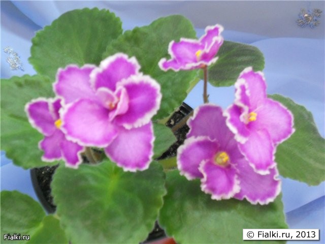 ярко розовые цветы орхидной формы с двойным кантом - малиновым и волнистым белым, листья простые зубчатые округлые светло зелёные, розетка средняя