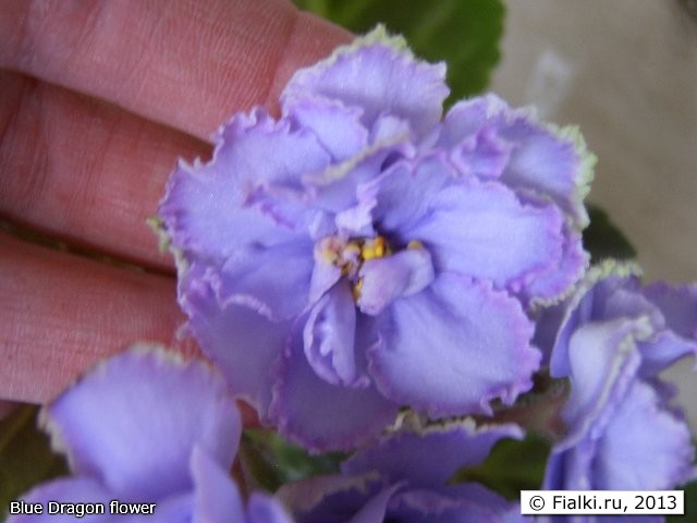 blue dragon flower