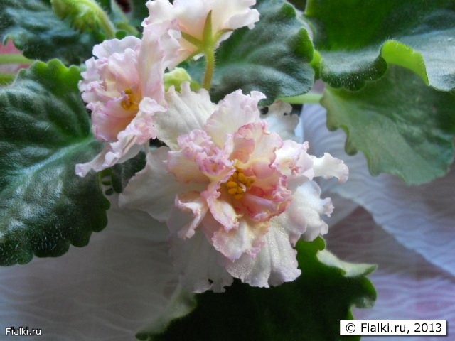 бело-розовые махровые цветы с вишнёвыми и лимонными разводами, листья волнистые светло зелёные