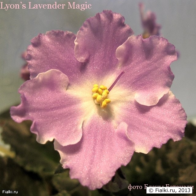 Lyon’s Lavender Magic
