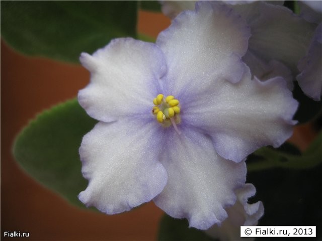 Голубая Лагуна - цветок