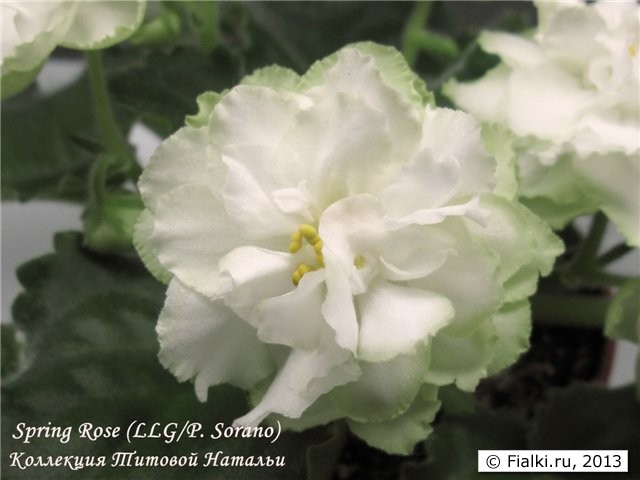Spring Rose (LLG/P. Sorano)