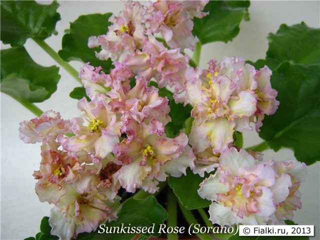 сенполия Sunkissed Rose (Sorano)