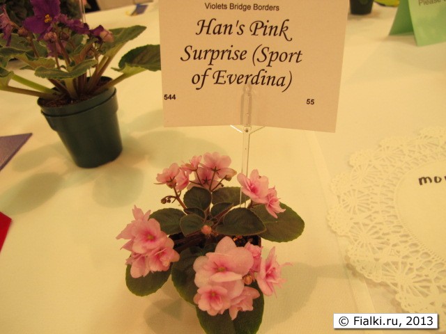 Han's Pink Surprise (Sport of Everdina)