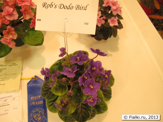 Rob's Dodo Bird