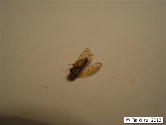 фото насекомого