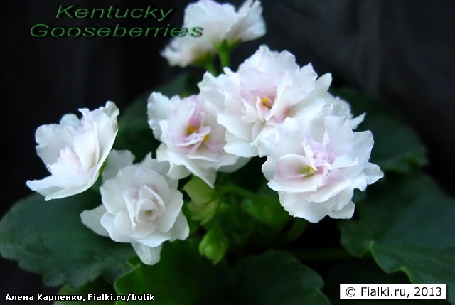 Kentucky Gooseberries (Кентаки Госебериас), Rollins, полумини