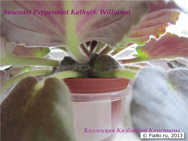 Suncoast Peppermint Kathy(S. Williams)
