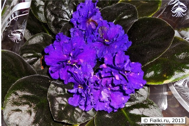 махровые фиолетовые цветы с красным фентези, листья тёмные гладкие овальные, розетка крупная