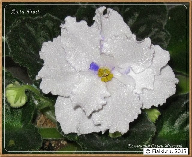 Arctic Frost - цветок