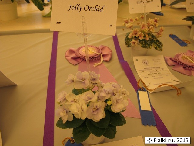 Jolly Orchid