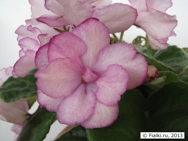 Robert Mayer цветок