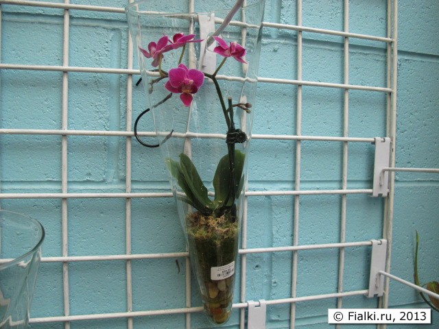 orchid on the wall