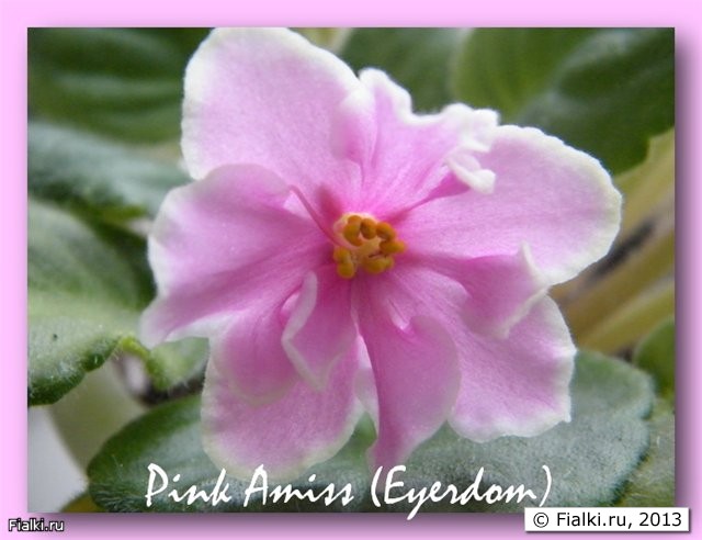 Pink Amiss (Eyerdom)