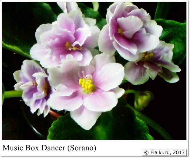 Music Box Dancer (Sorano)
