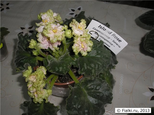 Island Rose Island Rose