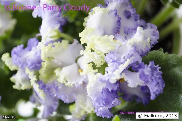 Party Cloudy