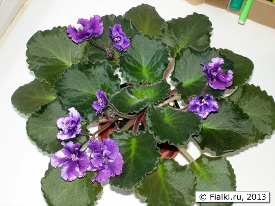 темные гофрированные листья, фиолетовые махровые цветы
