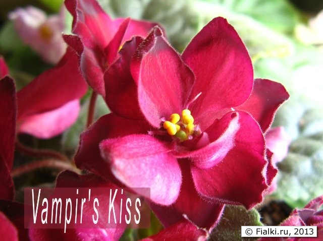 Vampir's Kiss