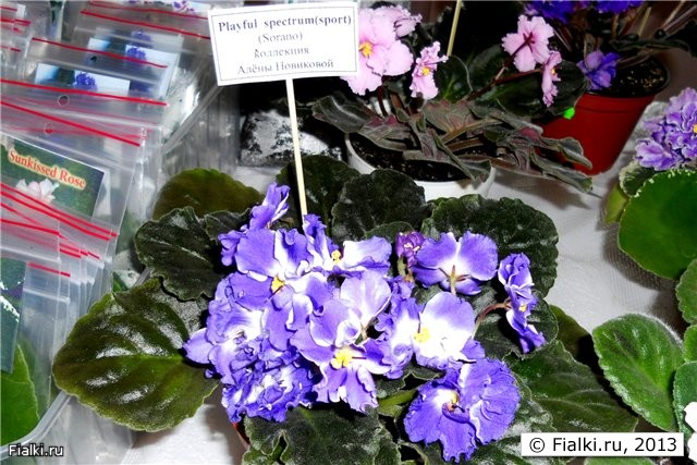 Фиолетовые простые и полумахровые цветы с белым глазком по центру и волнистым краем лепестков, листья тёмные, простые, розетка средняя