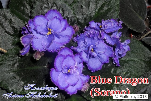 крупные полумахровые ярко голубые цветы с волнистым пурпурным кантом, листья простые тёмно зелёные, розетка крупная