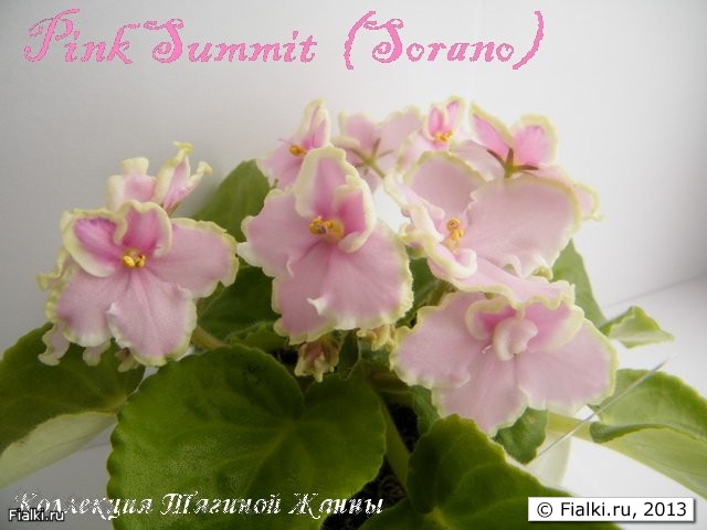 Pink Summit  (Sorano)