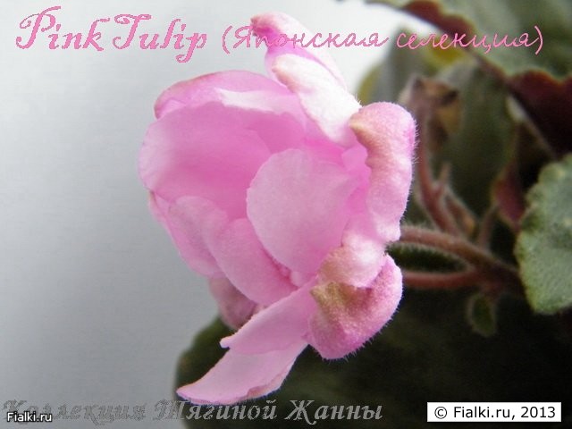 Pink Tulip (Японская селекция)