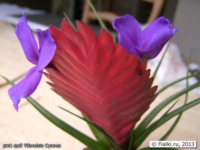 pink quill Tillandsia Cyanea