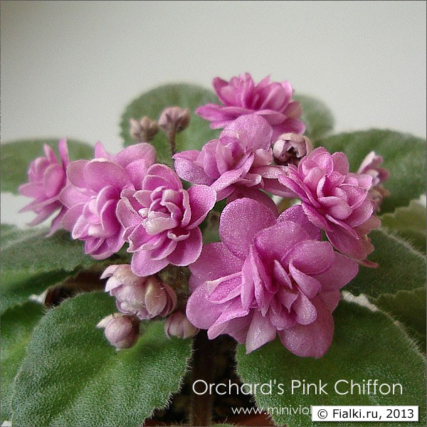 Orchard’s Pink Chiffon